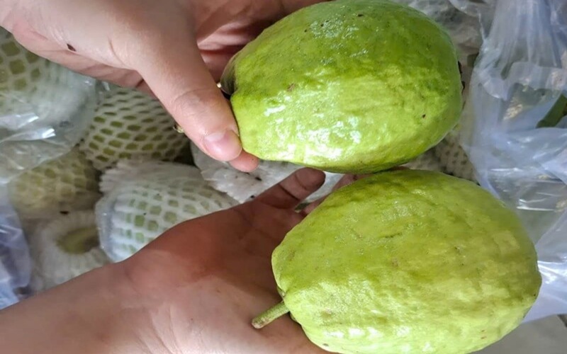 Bàn tay nông dân cầm trái ổi lê đài loan tại Ngon Farm ở Tuy Phong